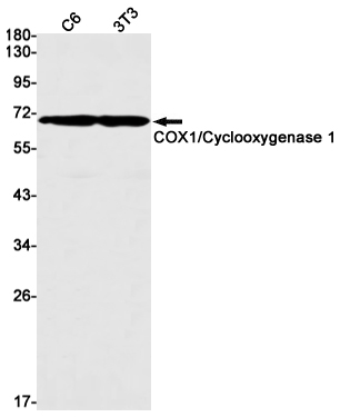 Western blot detection of COX1/Cyclooxygenase 1 in C6,3T3 cell lysates using COX1/Cyclooxygenase 1 Rabbit mAb(1:1000 diluted).Predicted band size:69kDa.Observed band size:69kDa.