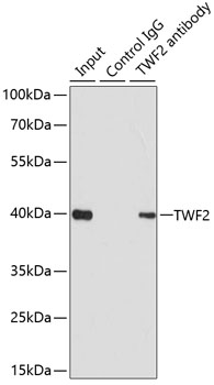 Immunoprecipitation - TWF2 Polyclonal Antibody 