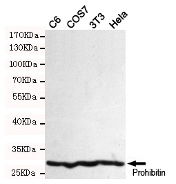 Western blot detection of Prohibitin in C6,COS7,3T3 and Hela cell lysates using Prohibitin mouse mAb (dilution 1:1000).Predicted band size:30 Kda.Observed band size:30KDa.