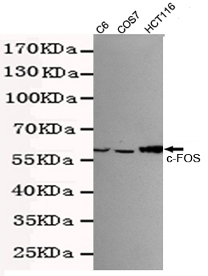 Western blot detection of c-Fos in HCT116,COS7 and C6 cell lysates using c-Fos mouse mAb (1:500 diluted).Predicted band size:62KDa.Observed band size:62KDa.
