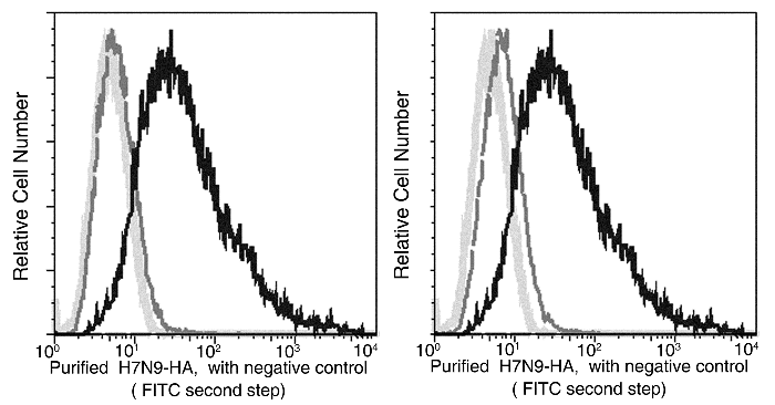 Anti-H7N9 Hemagglutinin / HA Antibody, Hemagglutination Inhibition Activity, Rabbit MAb, Flow cytometric analysis