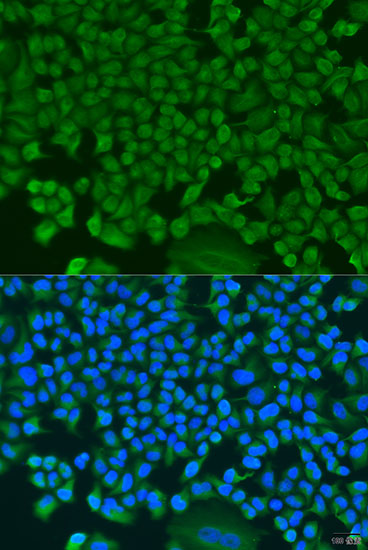 Immunofluorescence - HS1BP3 Polyclonal Antibody 