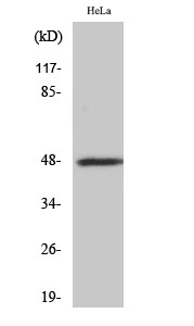 Fig1:; Western Blot analysis of various cells using CD172b Polyclonal Antibody