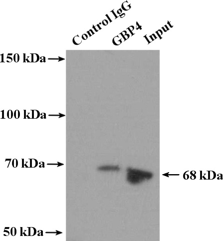 IP Result of anti-GBP4 (IP:Catalog No:110893, 4ug; Detection:Catalog No:110893 1:500) with A431 cells lysate 2400ug.