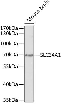 Western blot - SLC34A1 Polyclonal Antibody 