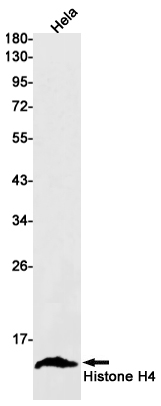 Western blot detection of Histone H4 in Hela cell lysates using Histone H4 Rabbit mAb(1:1000 diluted).Predicted band size:11kDa.Observed band size:11kDa.