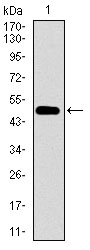 Western blot analysis using CDH16 mAb against human CDH16 (AA