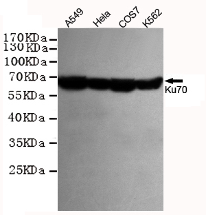 Western blot detection of Ku70 in Hela,A549,COS7 and K562 cell lysates using Ku70 mouse mAb (1:1000 diluted).Predicted band size:70KDa.Observed band size:67KDa.