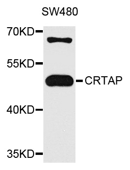 Western blot - CRTAP Polyclonal Antibody 