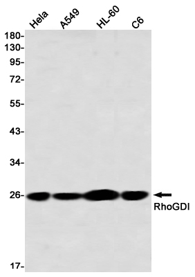 Western blot detection of RhoGDI in Hela,A549,HL-60,C6 using RhoGDI Rabbit mAb(1:1000 diluted)