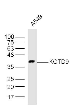 Fig1: Sample: A549 (human)Cell Lysate at 40 ug; Primary: Anti-KCTD9 at 1/300 dilution; Secondary: IRDye800CW Goat Anti-Rabbit IgG at 1/20000 dilution; Predicted band size: 43 kD; Observed band size: 43 kD