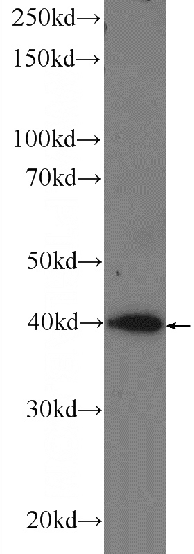 MCF-7 cells were subjected to SDS PAGE followed by western blot with Catalog No:114928(C6orf153 Antibody) at dilution of 1:600