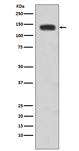 Western blot analysis of N-Cadherin expression in HeLa cell lysate.