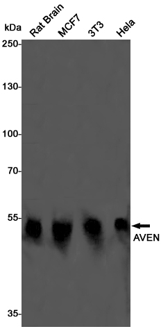 Western blot detection of AVEN in Rat Brain,MCF7,3T3,Hela cell lysates using AVEN Rabbit pAb(1:1000 diluted).Predicted band size:39KDa.Observed band size:50KDa.