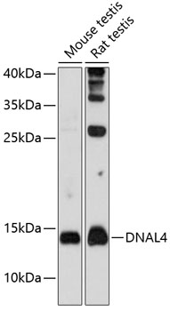 Western blot - DNAL4 Polyclonal Antibody 