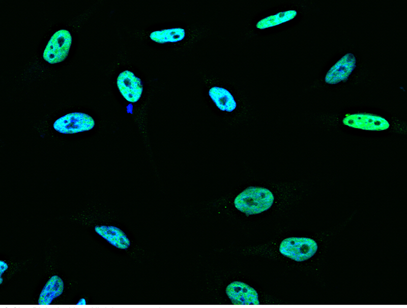 Human ANP32A / PHAP1 Immunofluorescence(IF) 15734
