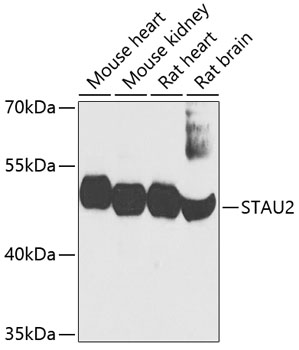 Western blot - STAU2 Polyclonal Antibody 