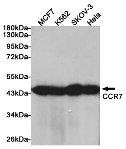 Western blot analysis of extracts from CCR7 in MCF7, K562, SKOV-3 and Hela cells using CCR7 Rabbit pAb at 1:1000 dilution. Predicted band size: 43kDa. Observed band size: 43kDa.