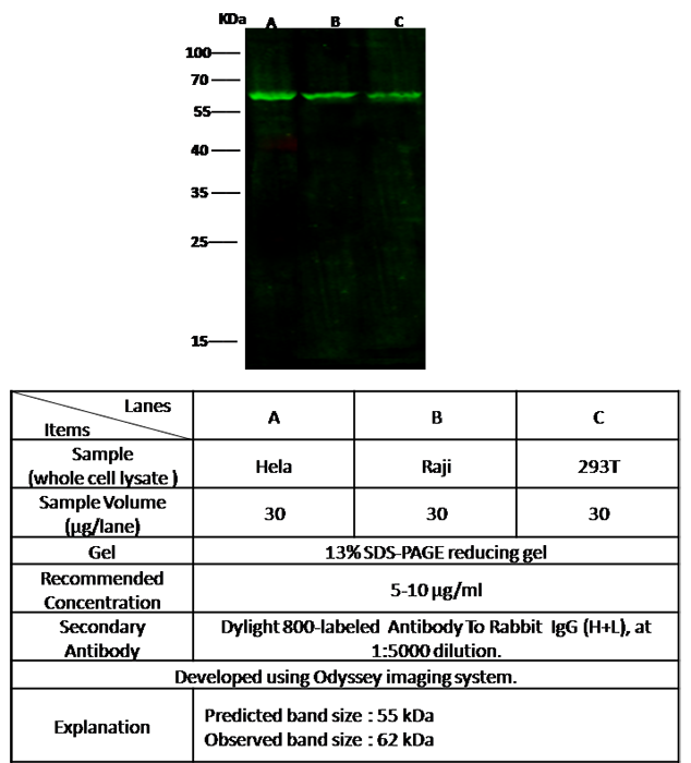 TRAF2 Antibody, Rabbit PAb, Antigen Affinity Purified, Western blot