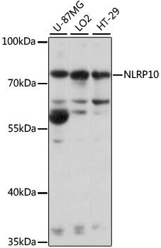 Western blot - NLRP10 Polyclonal Antibody 