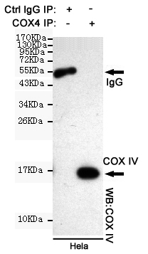 Immunoprecipitation analysis of Hela cell lysates using COX IV mouse mAb.