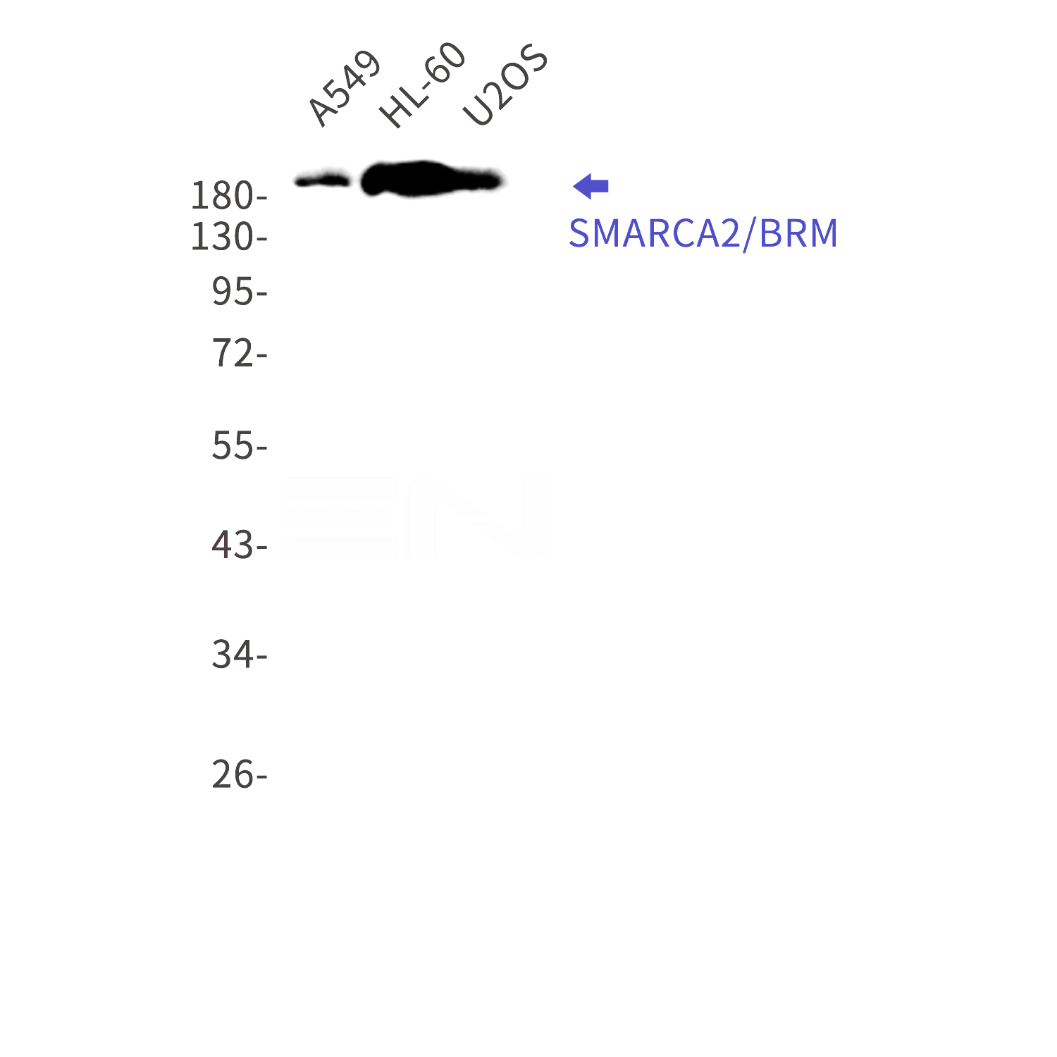Western blot detection of SMARCA2/BRM in A549,HL-60,U2OS cell lysates using SMARCA2/BRM Rabbit mAb(1:1000 diluted).Predicted band size:181kDa.Observed band size:190kDa.