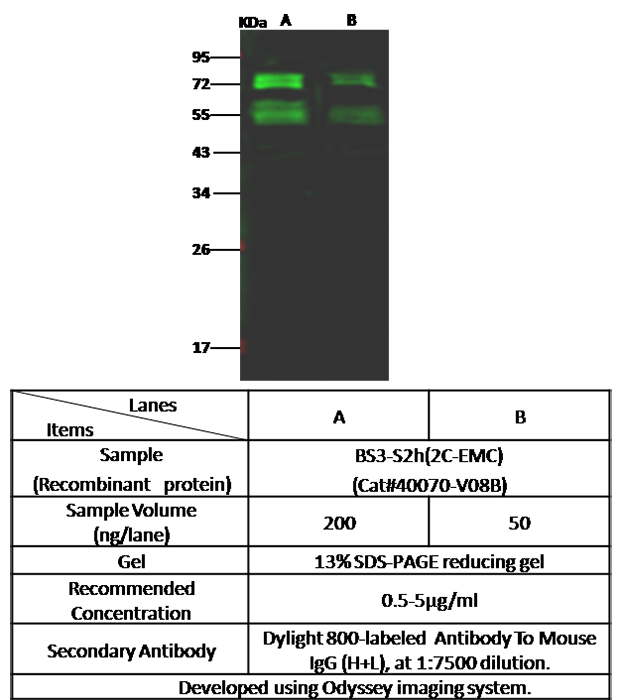 MERS-CoV CoV Spike glycoprotein Western blot (WB) 14831