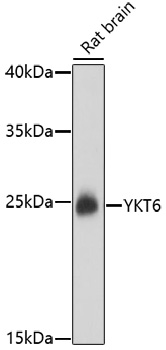 Western blot - YKT6 Polyclonal Antibody 
