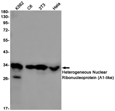 Western blot detection of Heterogeneous Nuclear Ribonucleoprotein (A1-like) in K562,C6,3T3,Hela cell lysates using Heterogeneous Nuclear Ribonucleoprotein (A1-like) Rabbit pAb(1:1000 diluted).Predicted band size:34kDa.Observed band size:34kDa.