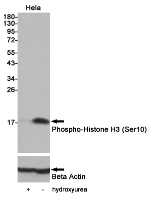 Western blot analysis of extracts from HeLa cells,untreated or 1mM hydroxyurea treated for 5 hours,using Phospho-Histone H3(Ser10) Rabbit pAb(1:1000 diluted).