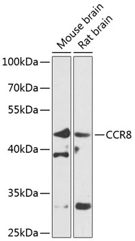 Western blot - CCR8 Polyclonal Antibody 