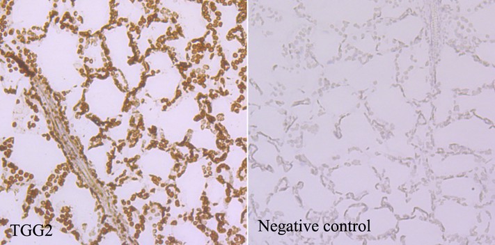 Fig4: Immunohistochemical analysis of paraffin-embedded Arabidopsis thaliana tissue using anti-TGG2 antibody. Counter stained with hematoxylin.