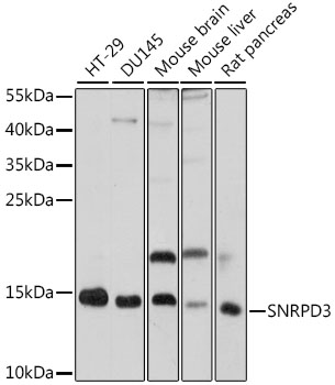 Western blot - SNRPD3 Polyclonal Antibody 