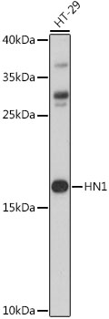 Western blot - HN1 Polyclonal Antibody 
