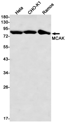 Western blot detection of MCAK in Hela,CHO-K1,Ramos cell lysates using MCAK Rabbit mAb(1:1000 diluted).Predicted band size:81kDa.Observed band size:81kDa.