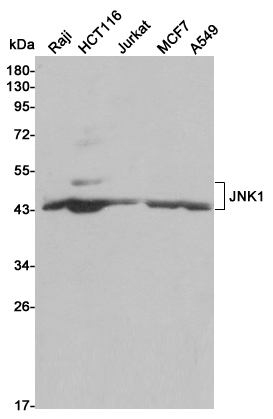 Western blot analysis of extracts from Raji,HCT116,Jurkat,MCF7 and A549 cell lysates using JNK1 mouse mAb (1:1000 diluted).Predicted band size:48KDa.Observed band size:46,54KDa.