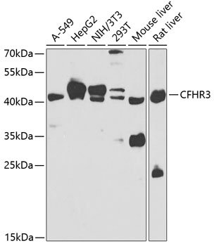Western blot - CFHR3 Polyclonal Antibody 