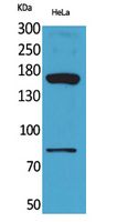 Fig1:; Western Blot analysis of HeLa cells using CD163b Polyclonal Antibody.. Secondary antibody（catalog#：HA1001) was diluted at 1:20000