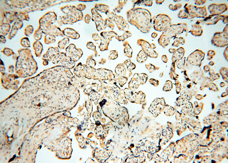 Immunohistochemical of paraffin-embedded human placenta using Catalog No:111454(HPS5 antibody) at dilution of 1:100 (under 10x lens)