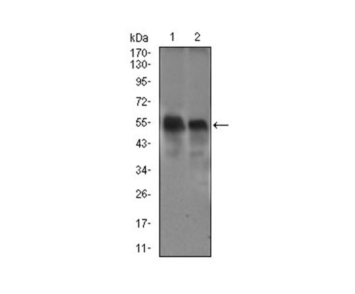Fig3: Western blot analysis of DCTN4 on Raw264.7 (1) and NIH3T3 (2) cell lysate using anti-DCTN4 antibody at 1/1,000 dilution.