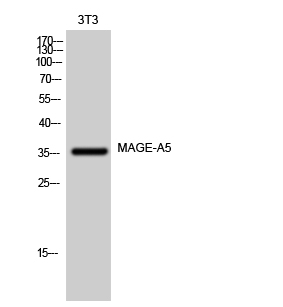 Fig1:; Western Blot analysis of 3T3 cells using MAGE-A5 Polyclonal Antibody