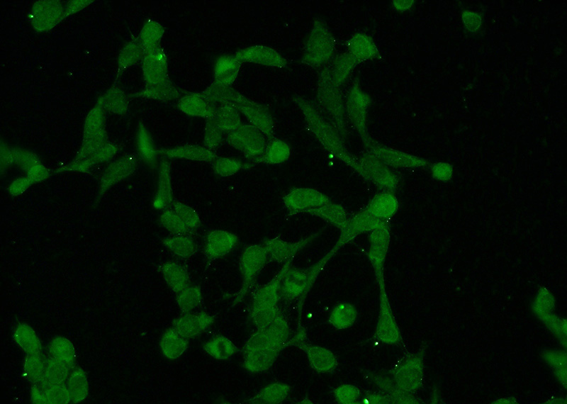 Immunofluorescent analysis of HEK-293 cells using Catalog No:116587(USP11 Antibody) at dilution of 1:50 and Alexa Fluor 488-congugated AffiniPure Goat Anti-Rabbit IgG(H+L)