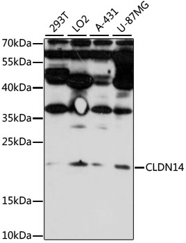 Western blot - CLDN14 Polyclonal Antibody 