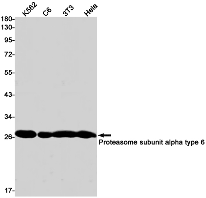 Western blot detection of Proteasome subunit alpha type 6 in K562,C6,3T3,Hela cell lysates using Proteasome subunit alpha type 6 Rabbit pAb(1:1000 diluted).Predicted band size:27kDa.Observed band size:27kDa.