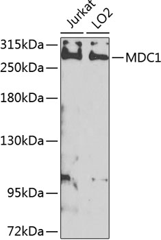 Western blot - MDC1 Polyclonal Antibody 
