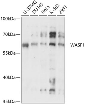 Western blot - WASF1 Polyclonal Antibody 