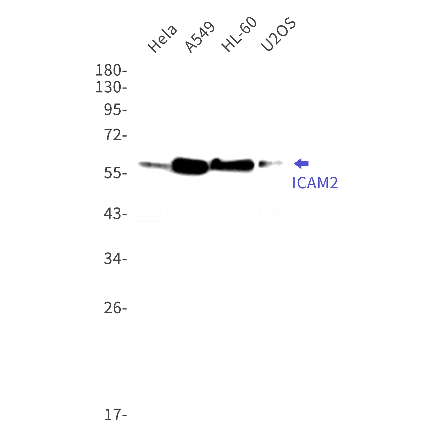 Western blot detection of ICAM2 in Hela,A549,HL-60,U2OS cell lysates using ICAM2 Rabbit mAb(1:1000 diluted).Predicted band size:31kDa.Observed band size:50-60kDa.
