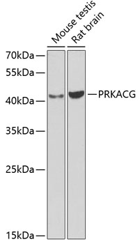 Western blot - PRKACG Polyclonal Antibody 
