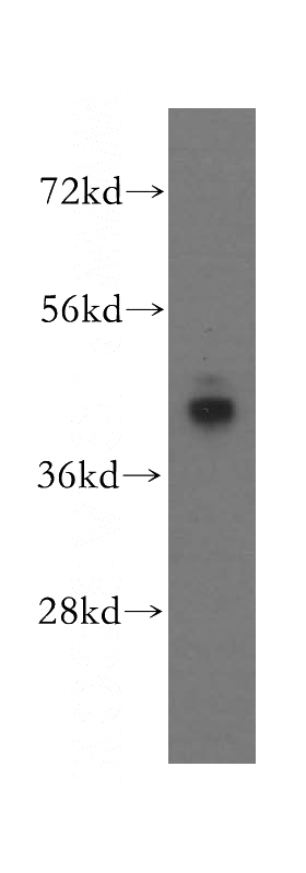 NIH/3T3 cells were subjected to SDS PAGE followed by western blot with Catalog No:108308(ATP6V1C1 antibody) at dilution of 1:400