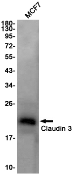 Western blot detection of Claudin 3 in MCF7 cell lysates using Claudin 3 Rabbit pAb(1:1000 diluted).Predicted band size:23KDa.Observed band size:20KDa.